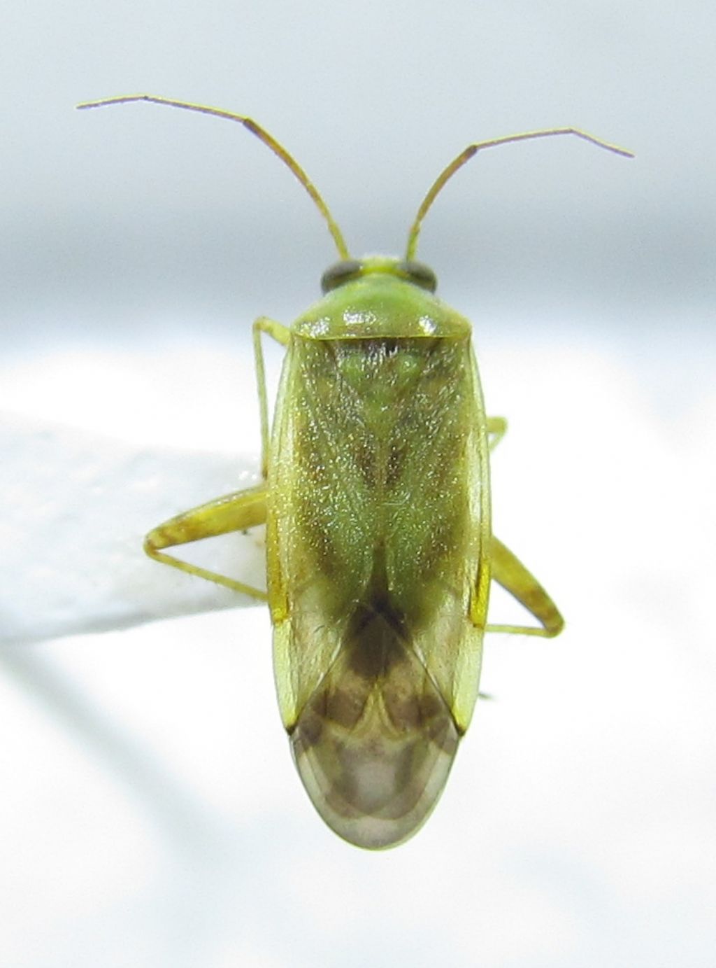 Heteroptera: Taylorilygus apicalis di Creta